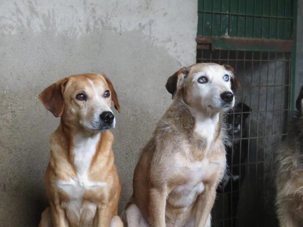 PETIFYC11193 photo 8