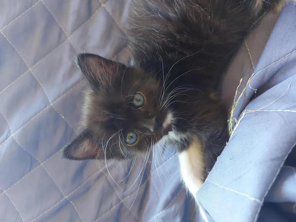 PETIFYG10969 photo 3