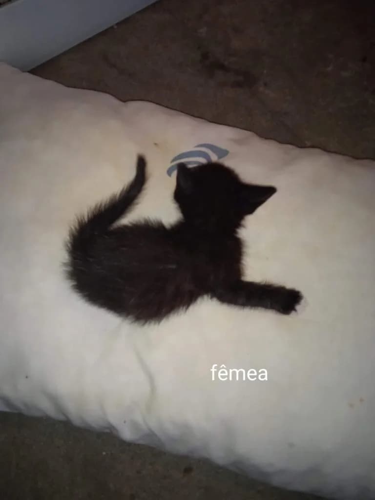 PETIFYG10977 photo 4