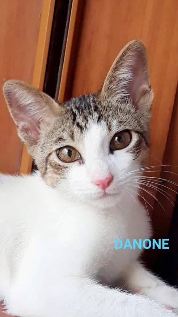 PETIFYG10978 photo 4