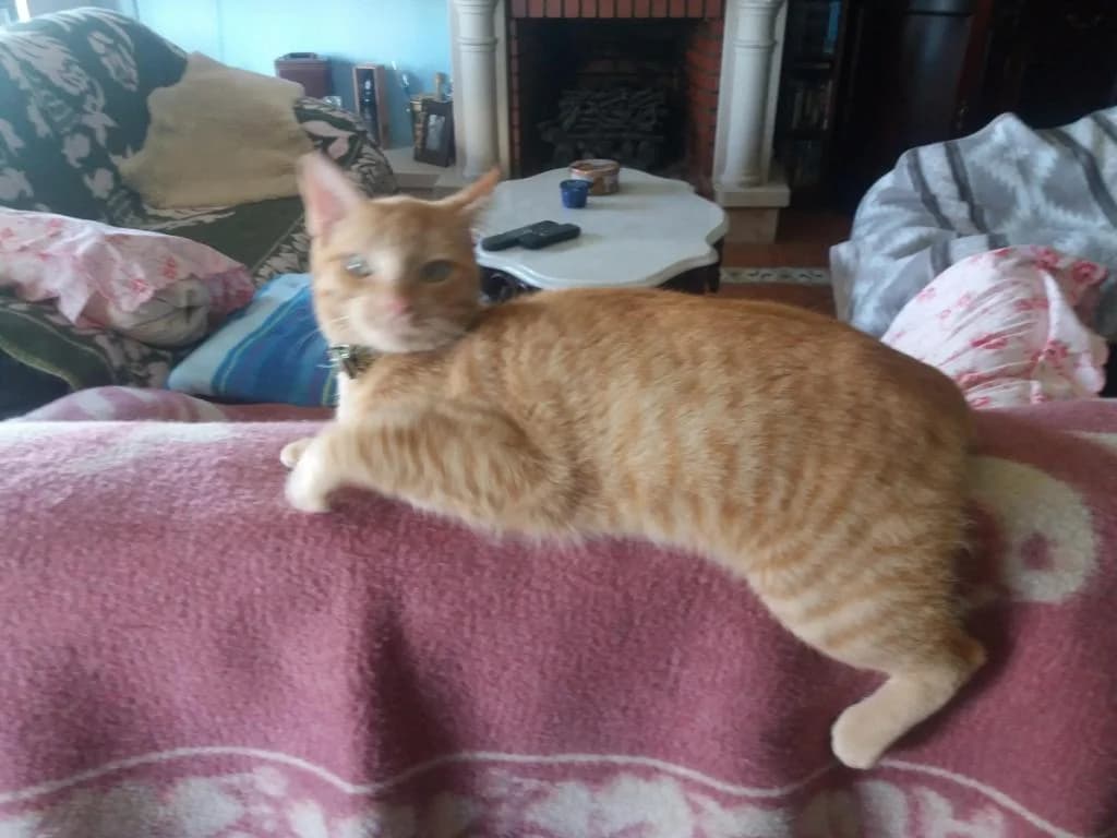 PETIFYG10980 photo 4