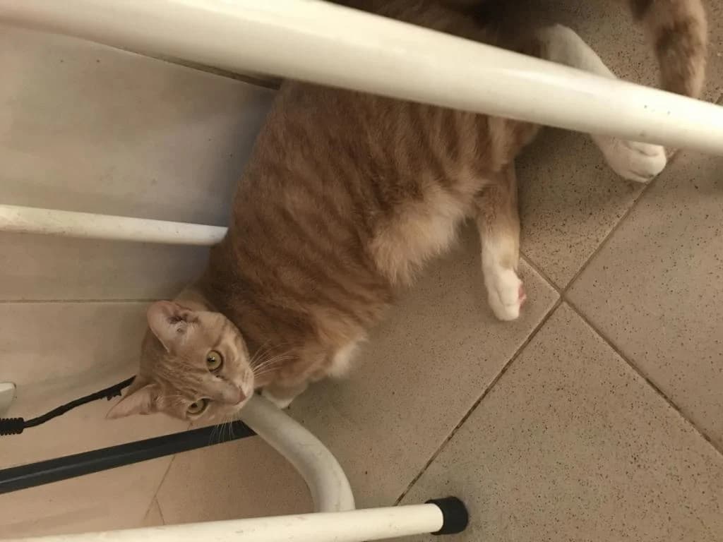 PETIFYG10981 photo 4