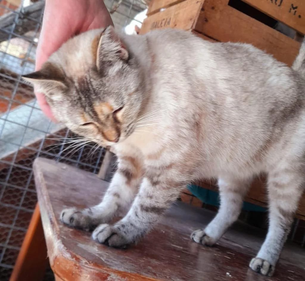 PETIFYG10998 photo 2