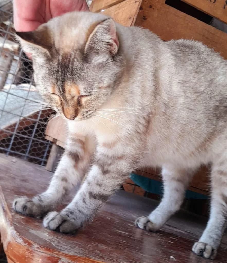 PETIFYG10998 photo 3