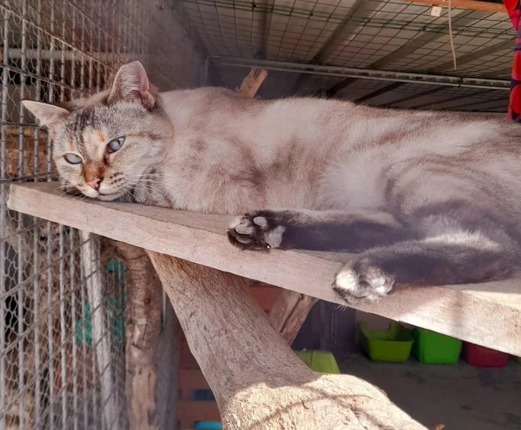 PETIFYG10998 photo 4