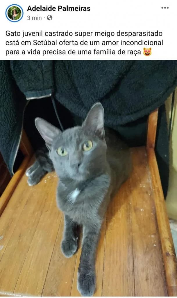 PETIFYG11009 photo 4