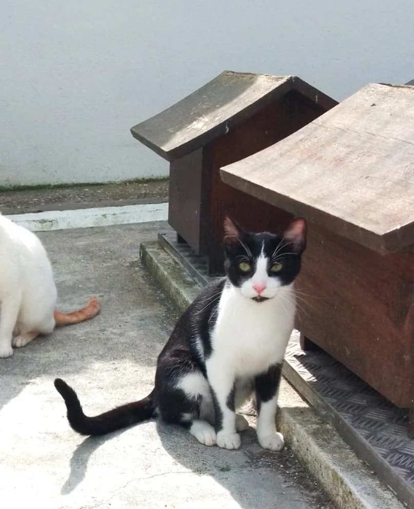 PETIFYG11106 photo 2