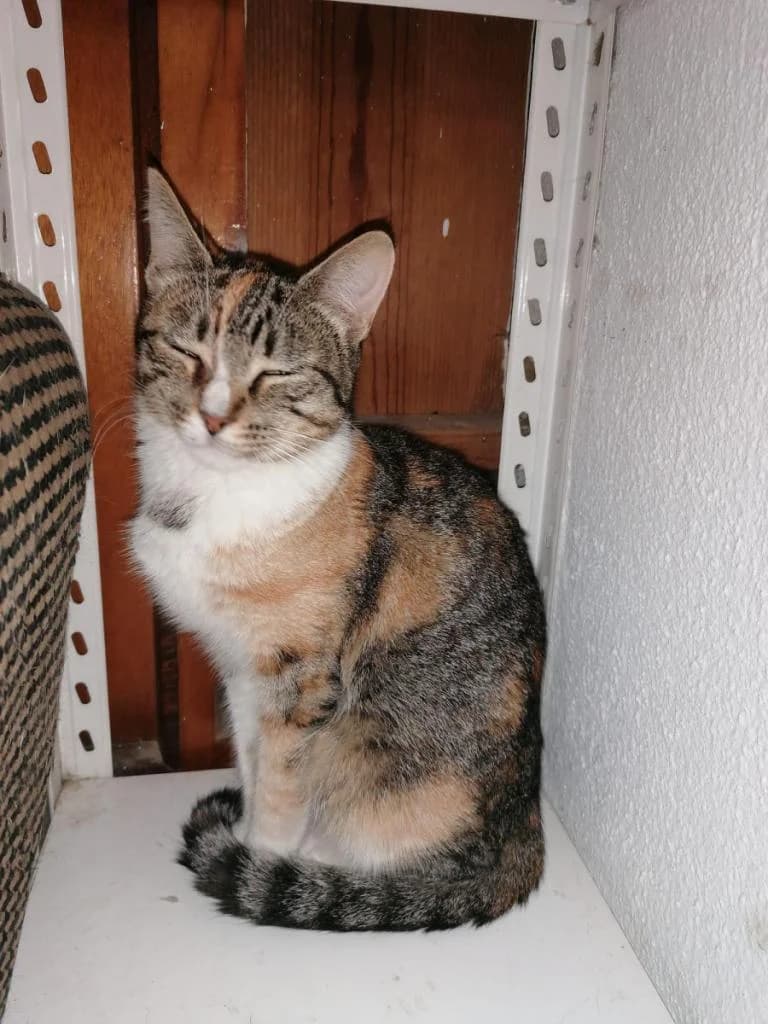 PETIFYG11106 photo 5