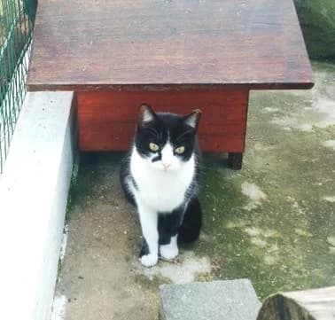 PETIFYG11109 photo 2