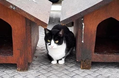 PETIFYG11109 photo 3