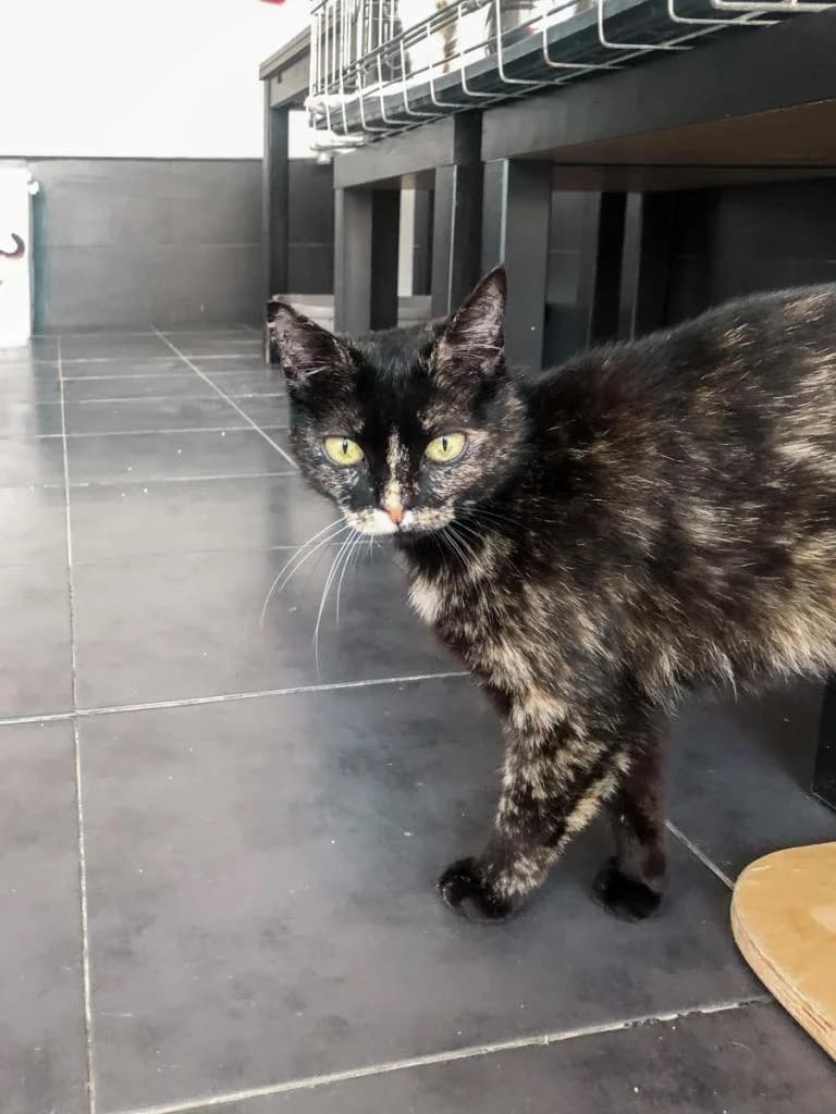 PETIFYG11109 photo 8