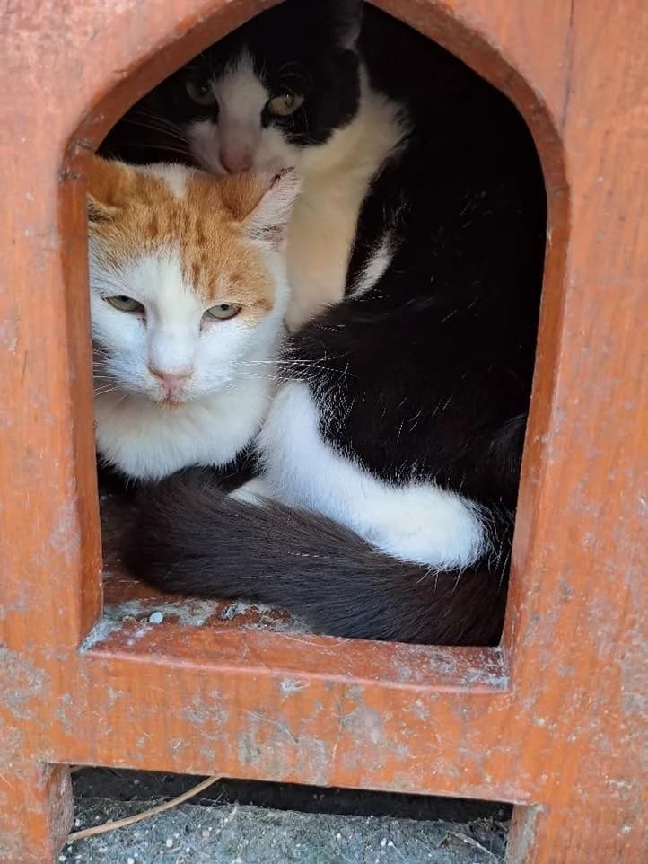 PETIFYG11114 photo 2