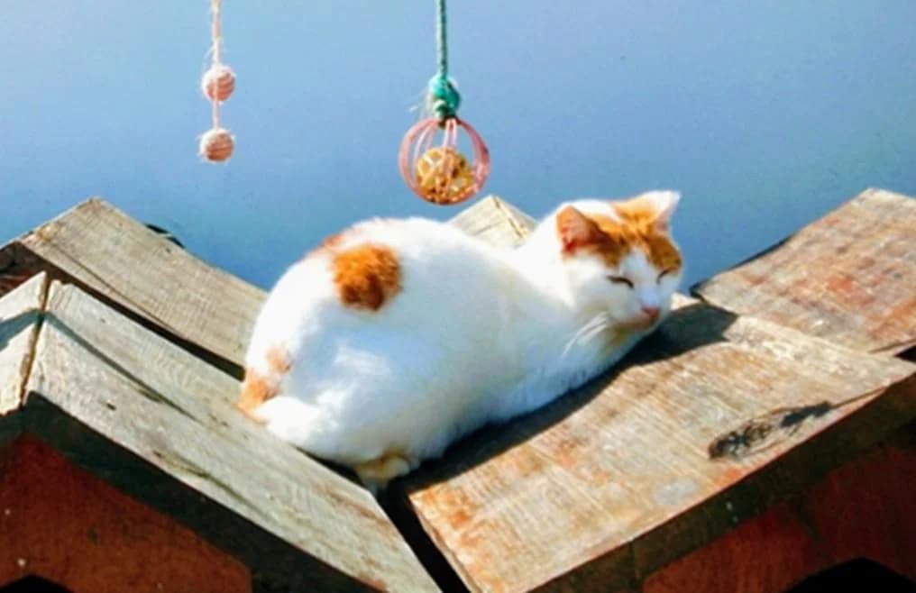 PETIFYG11114 photo 3