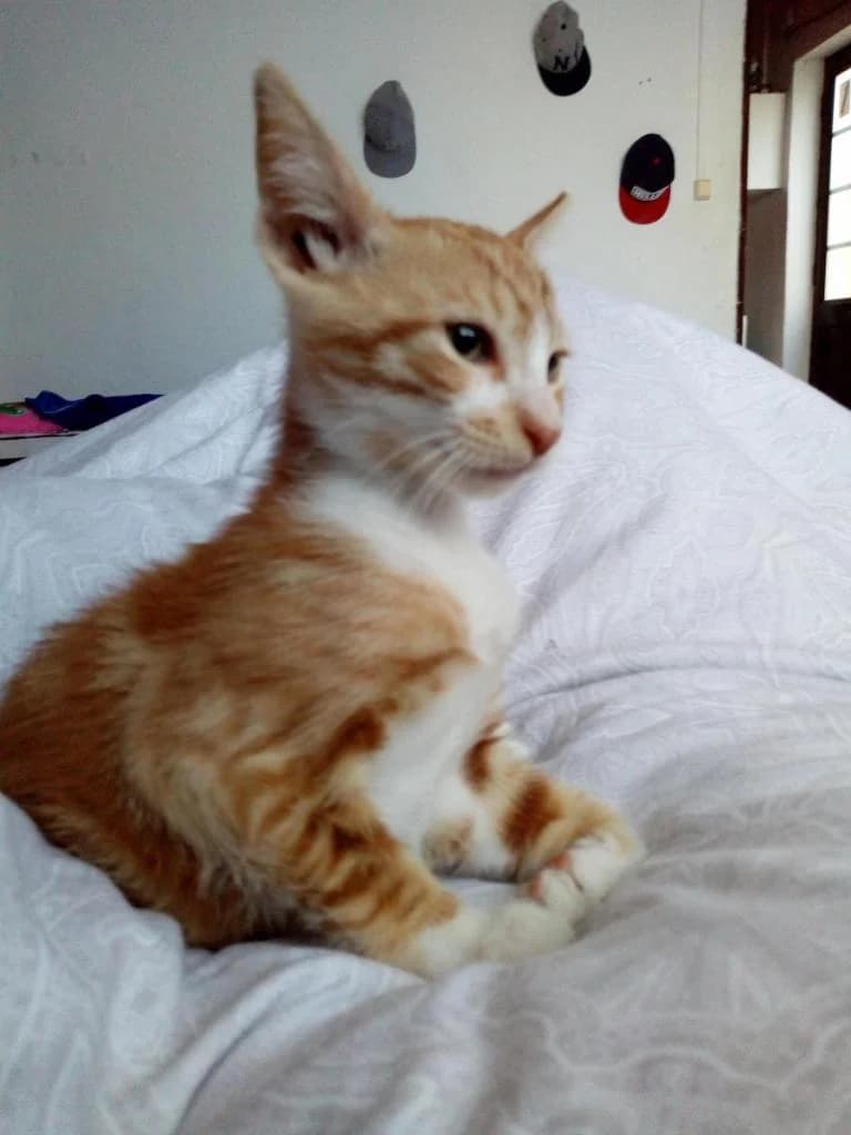 PETIFYG11114 photo 6