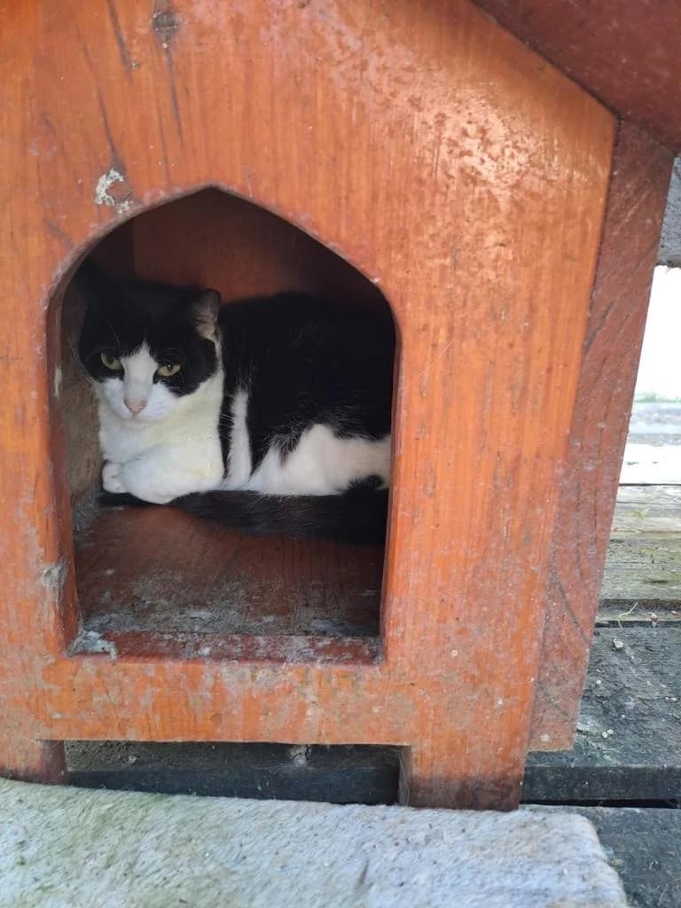 PETIFYG11115 photo 2