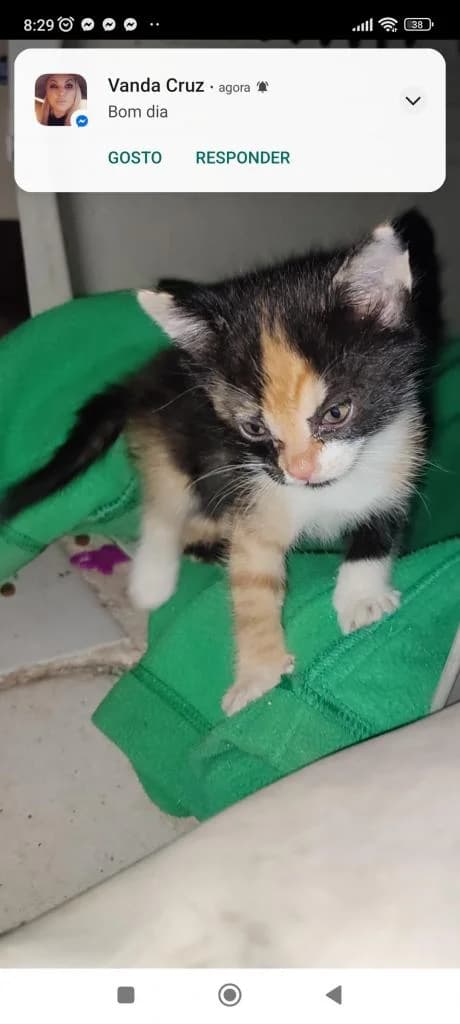 PETIFYG11115 photo 5