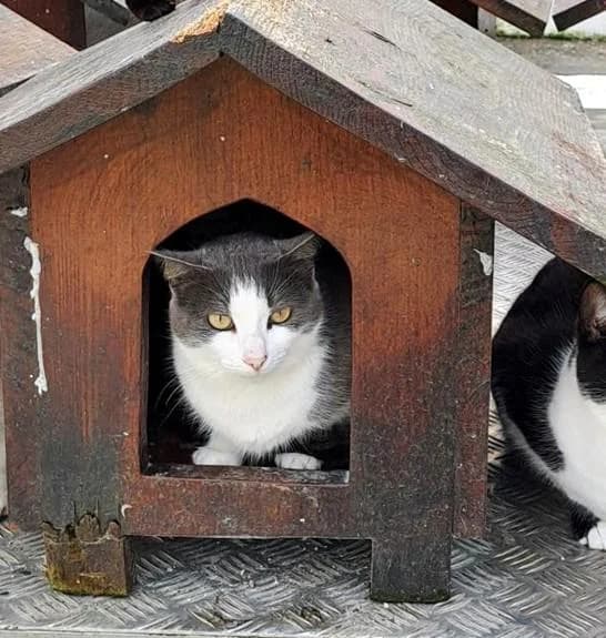 PETIFYG11117 photo 2