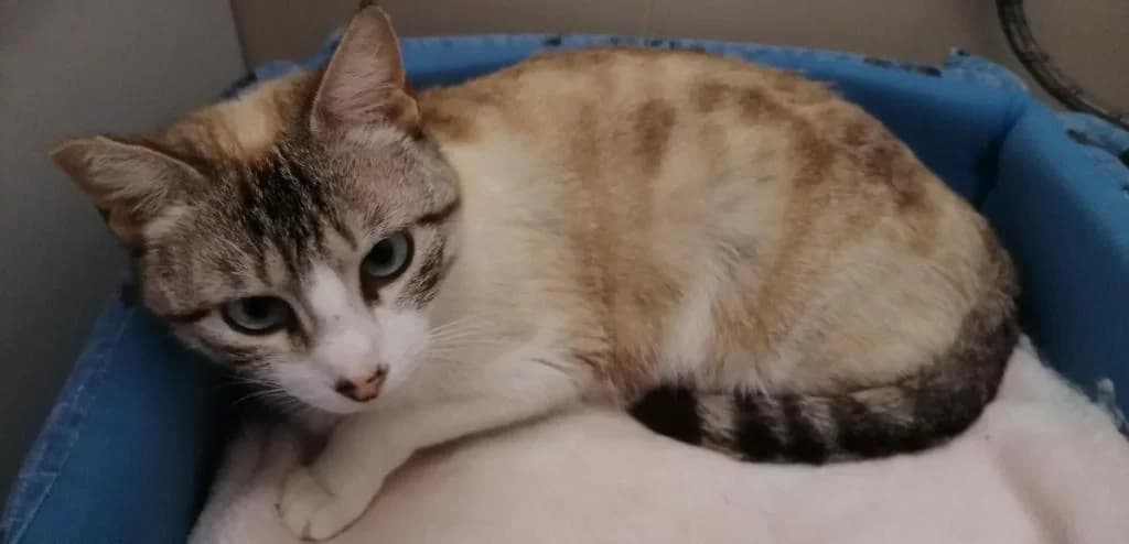 PETIFYG11117 photo 5