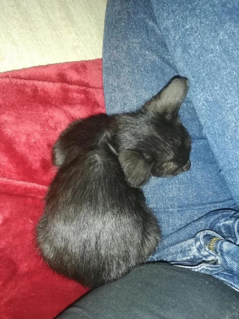 PETIFYG11126 photo 4