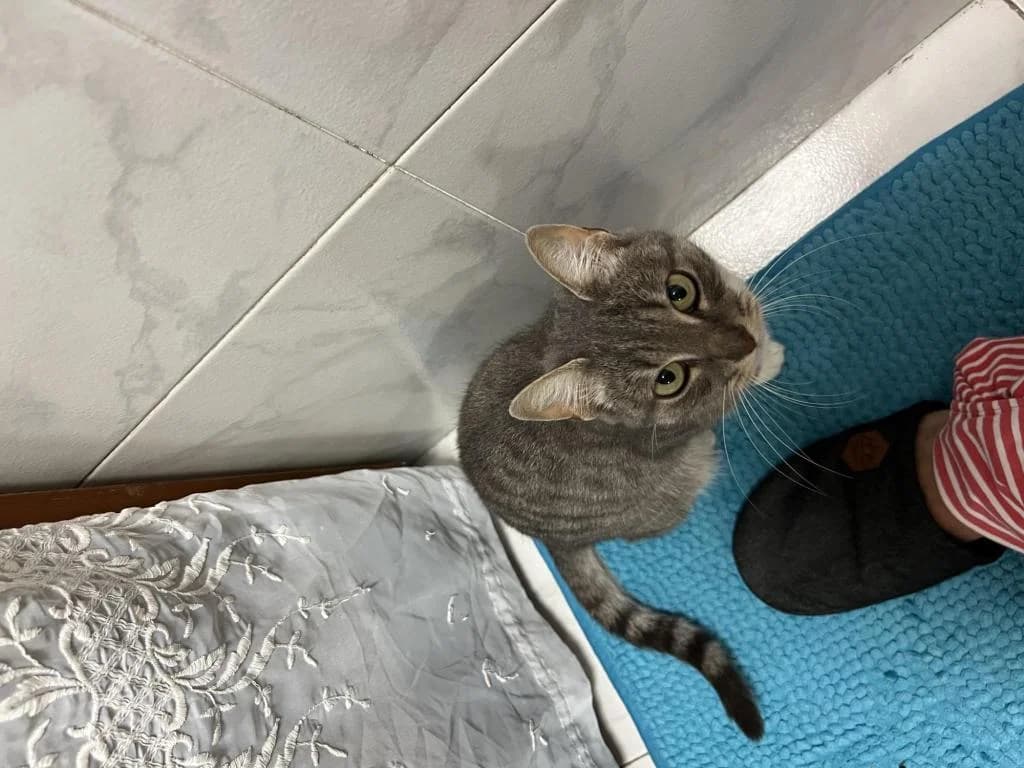 PETIFYG11129 photo 2