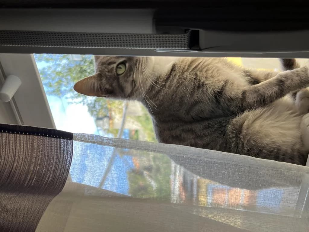 PETIFYG11129 photo 3