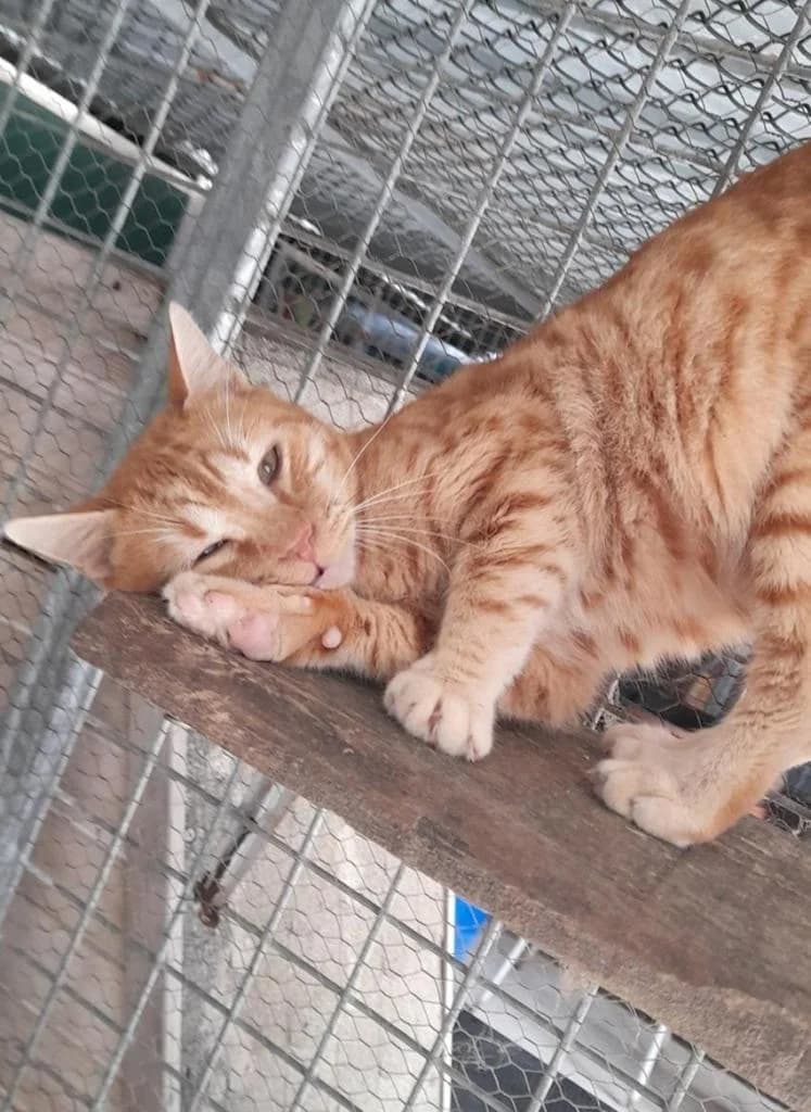 PETIFYG11129 photo 6