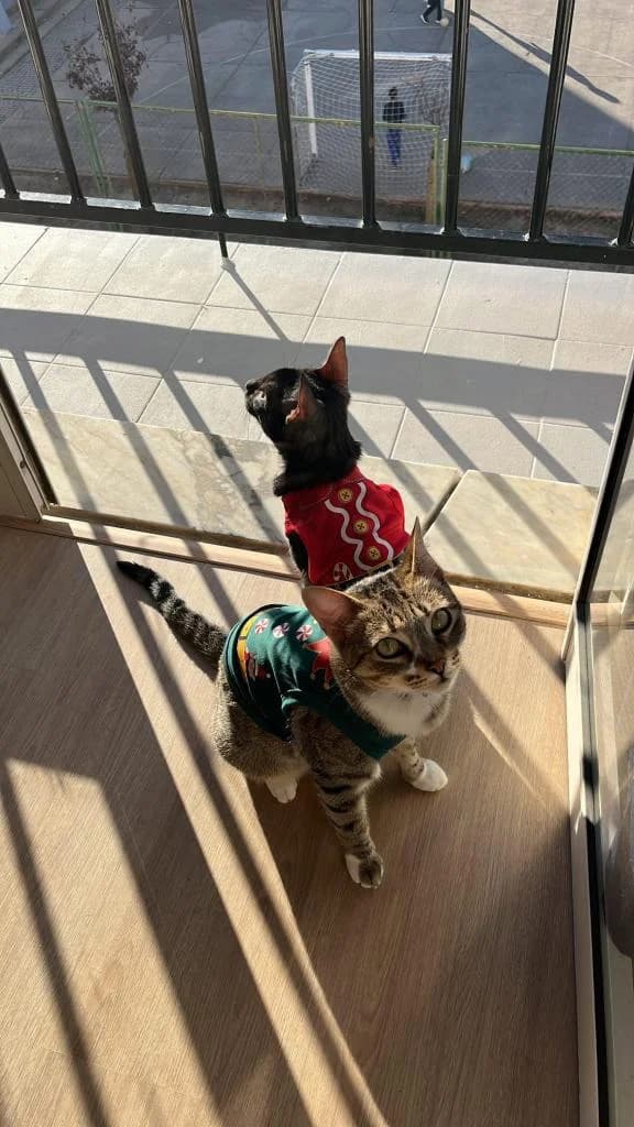 PETIFYG11176 photo 2