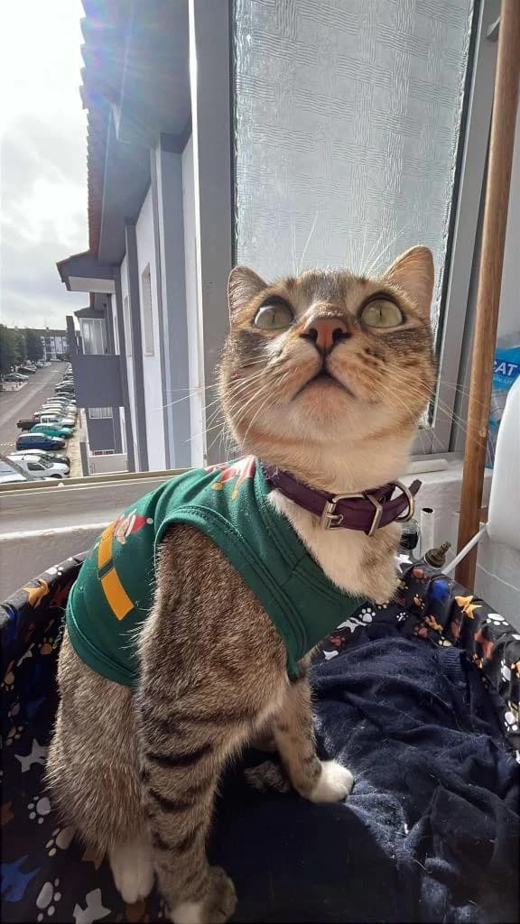 PETIFYG11176 photo 3