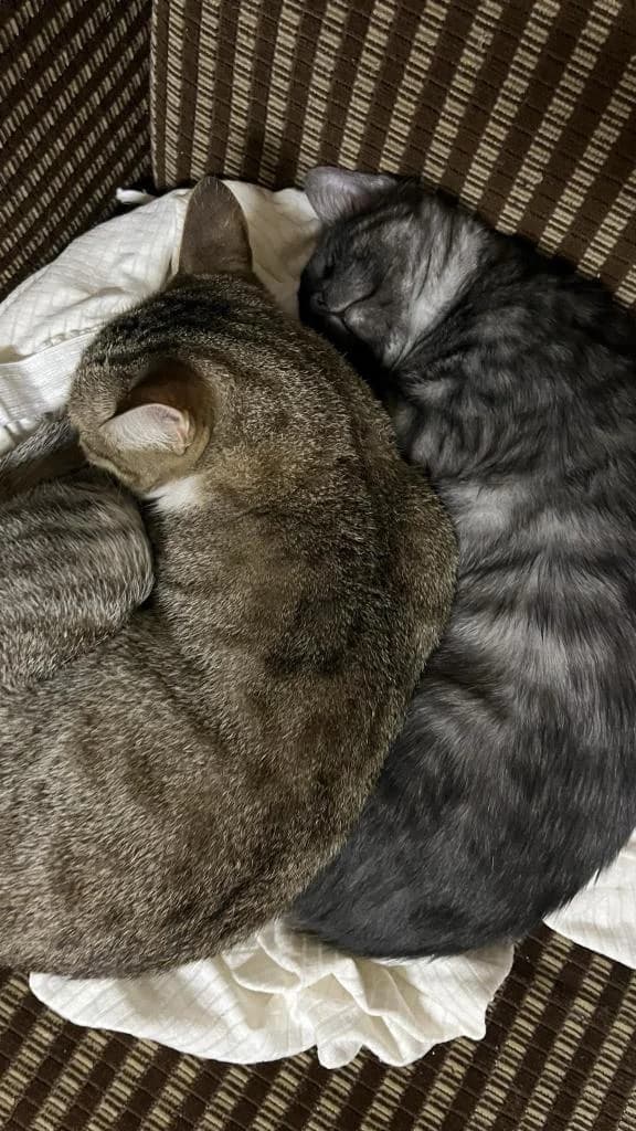 PETIFYG11176 photo 4