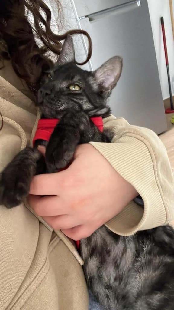 PETIFYG11176 photo 5