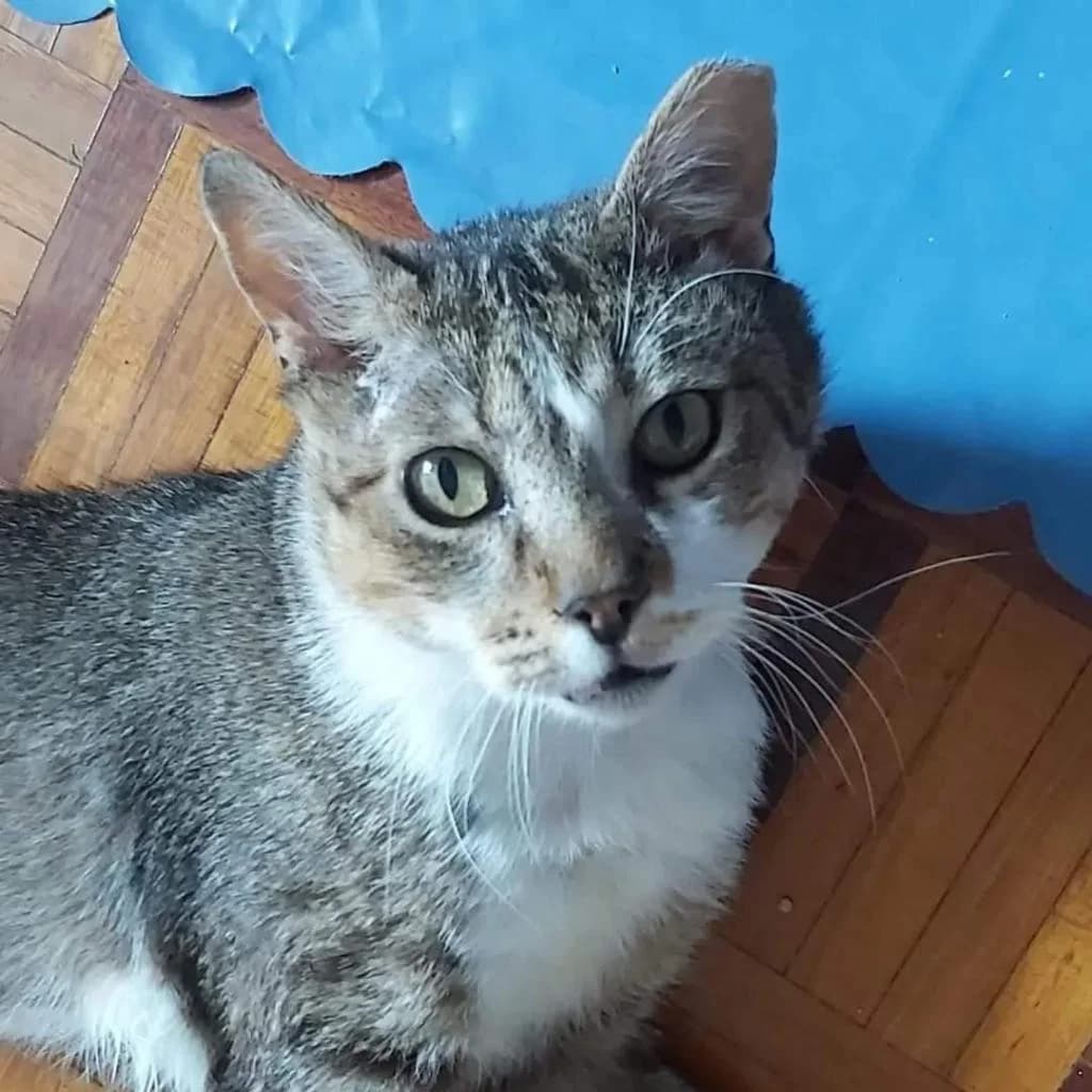 PETIFYG11176 photo 7