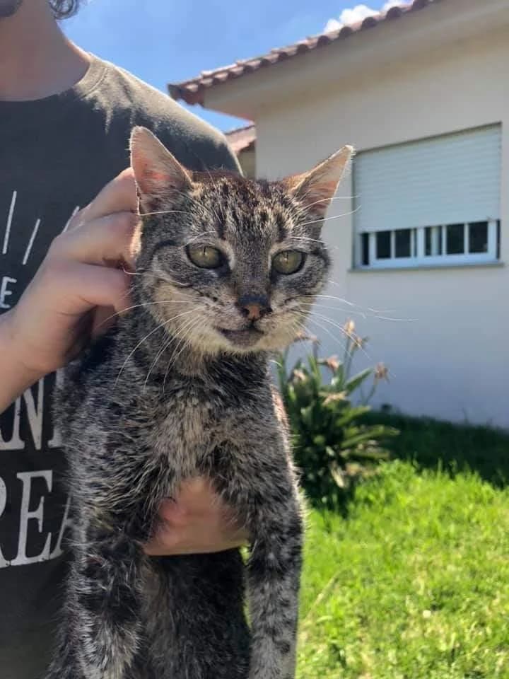 PETIFYG11180 photo 4