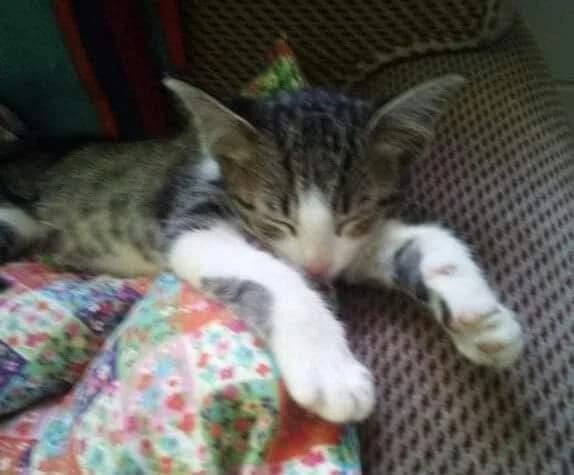 PETIFYG11186 photo 5