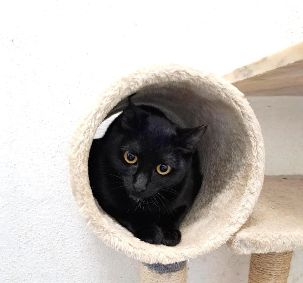 PETIFYG11187 photo 2