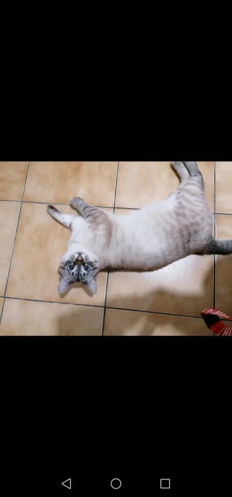 PETIFYG11187 photo 5