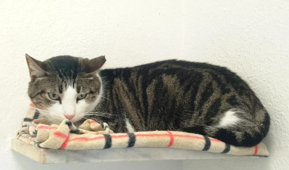 PETIFYG11190 photo 3