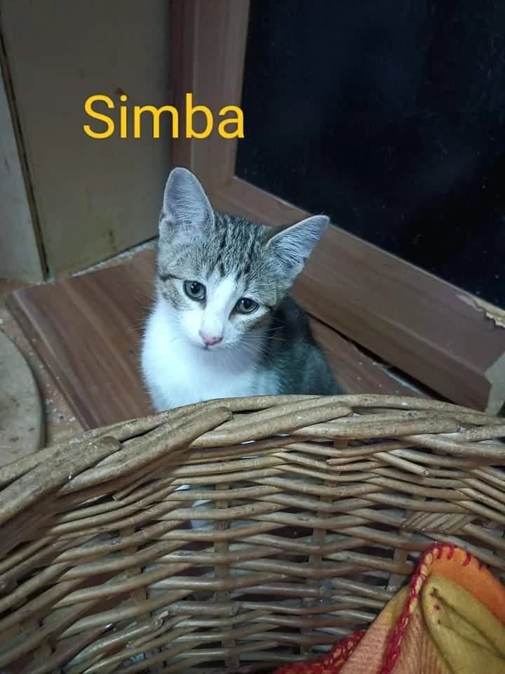 PETIFYG11190 photo 6