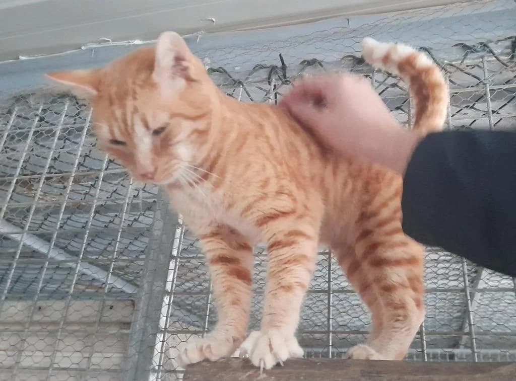 PETIFYG11218 photo 2