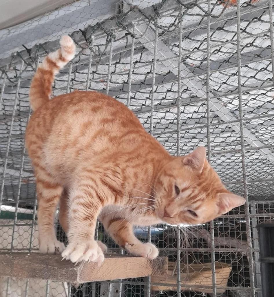 PETIFYG11218 photo 3