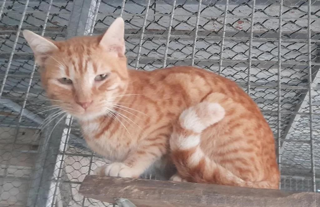 PETIFYG11218 photo 4