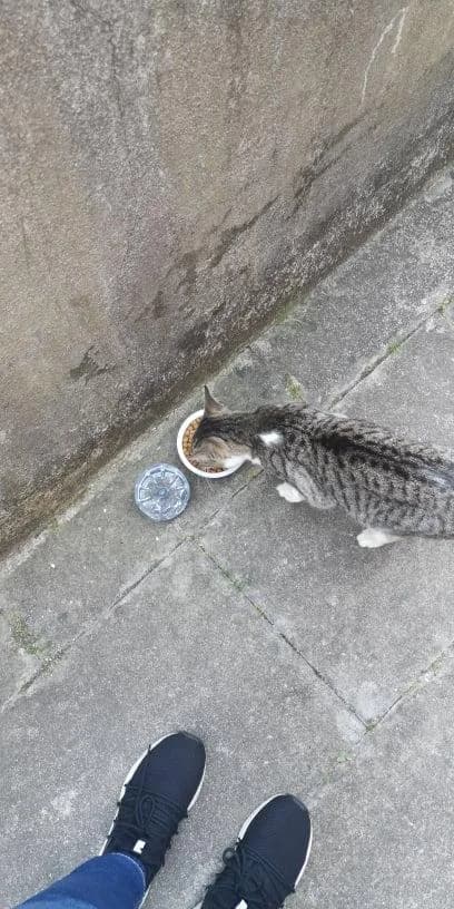 PETIFYG11218 photo 7