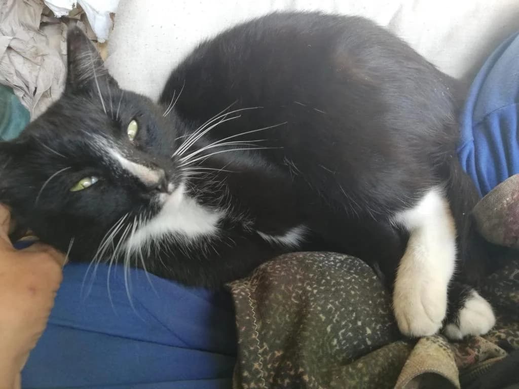 PETIFYG11241 photo 2