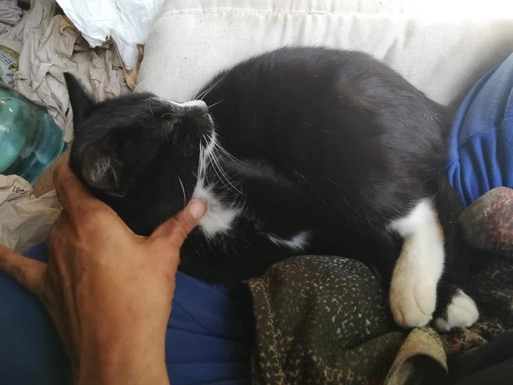 PETIFYG11241 photo 3