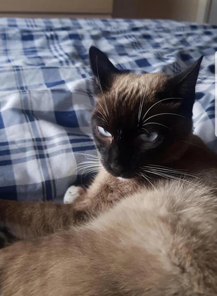 PETIFYG11241 photo 6