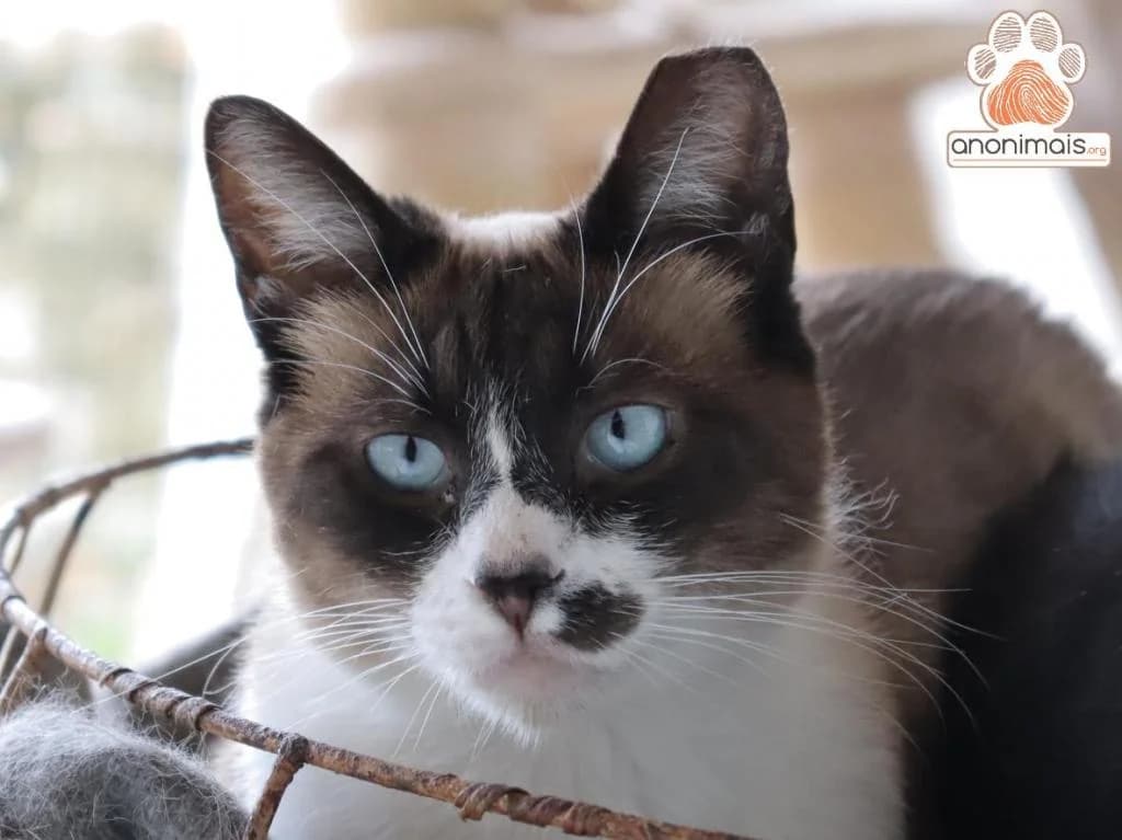 PETIFYG11241 photo 7