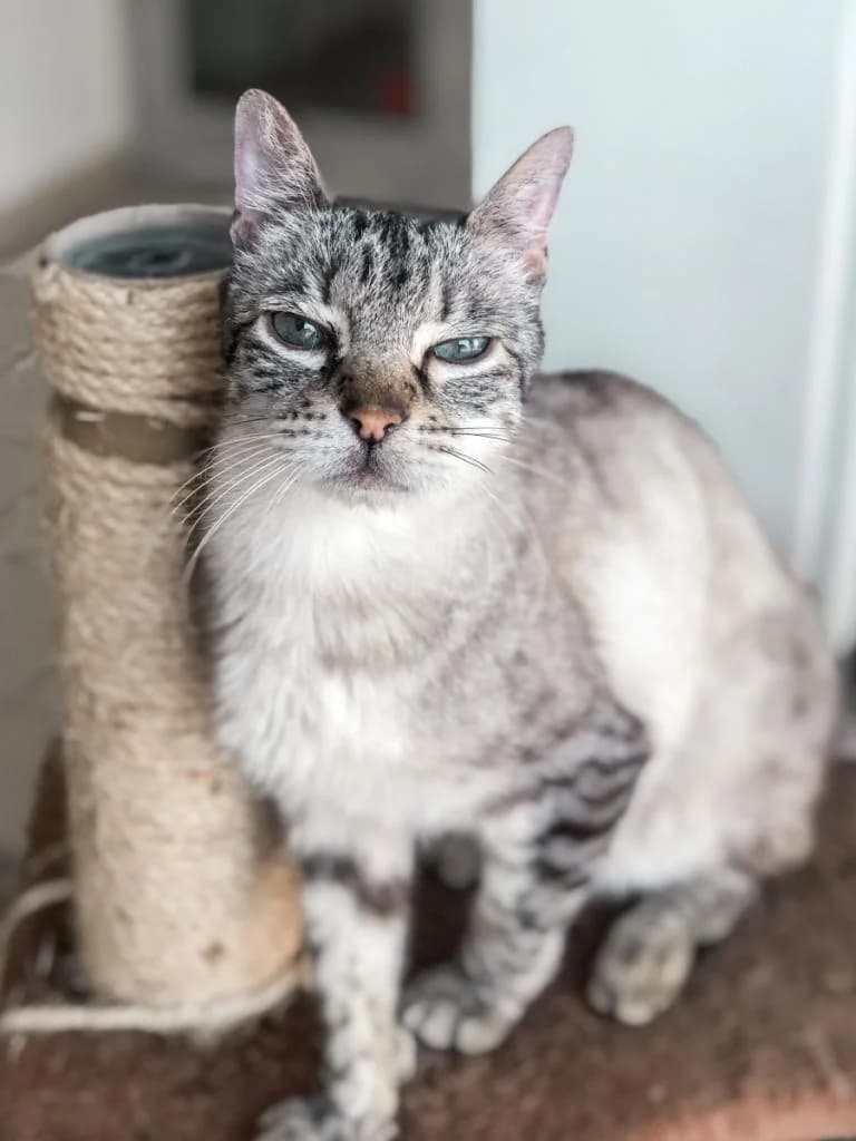 PETIFYG11241 photo 8