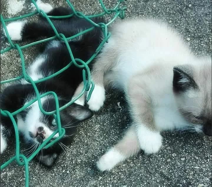 PETIFYG11245 photo 5