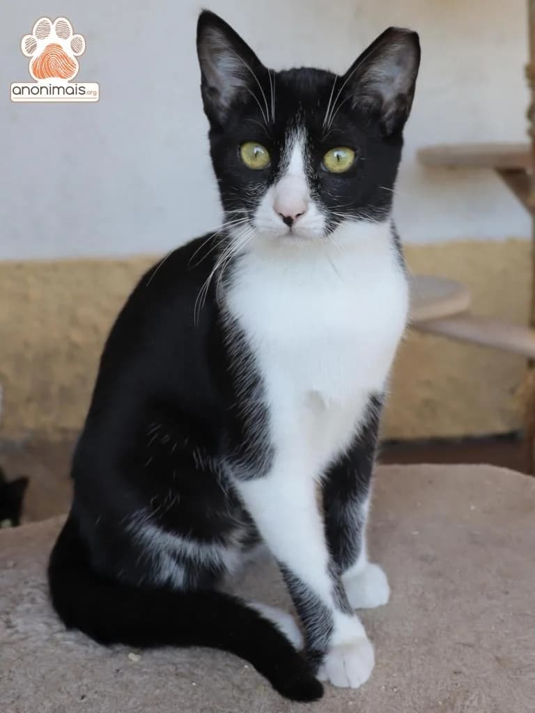 PETIFYG11245 photo 6