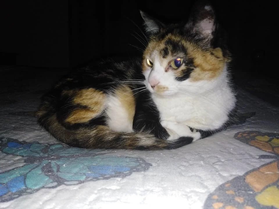 PETIFYG11245 photo 7