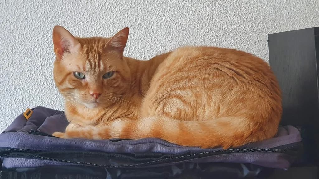 PETIFYG11247 photo 2